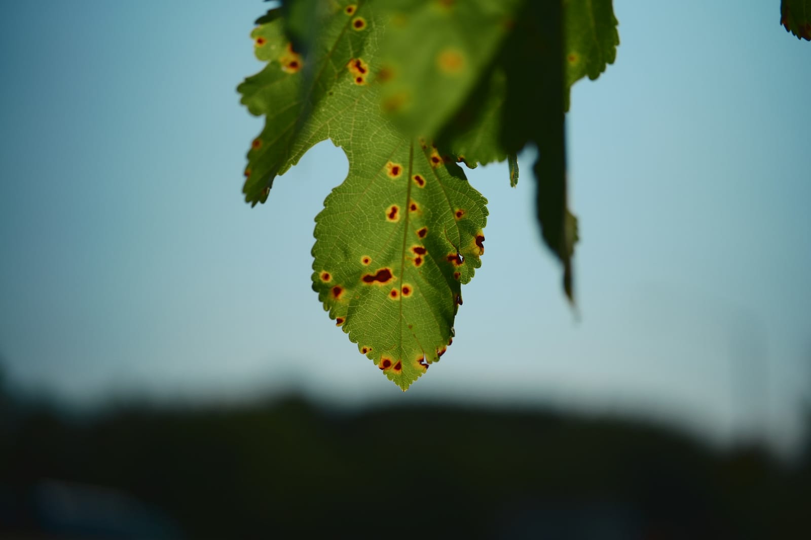 Leaf photographed for AI disease analysis